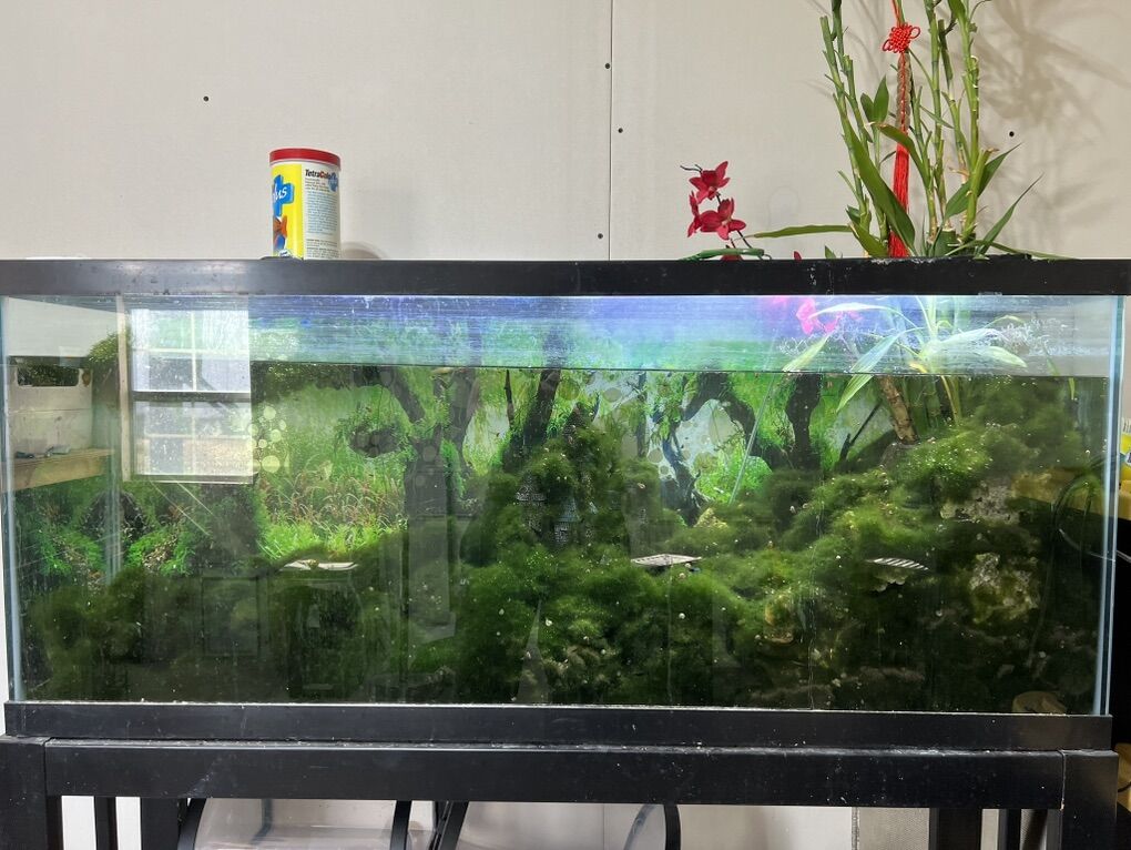 65 Gallons Complete Set Up