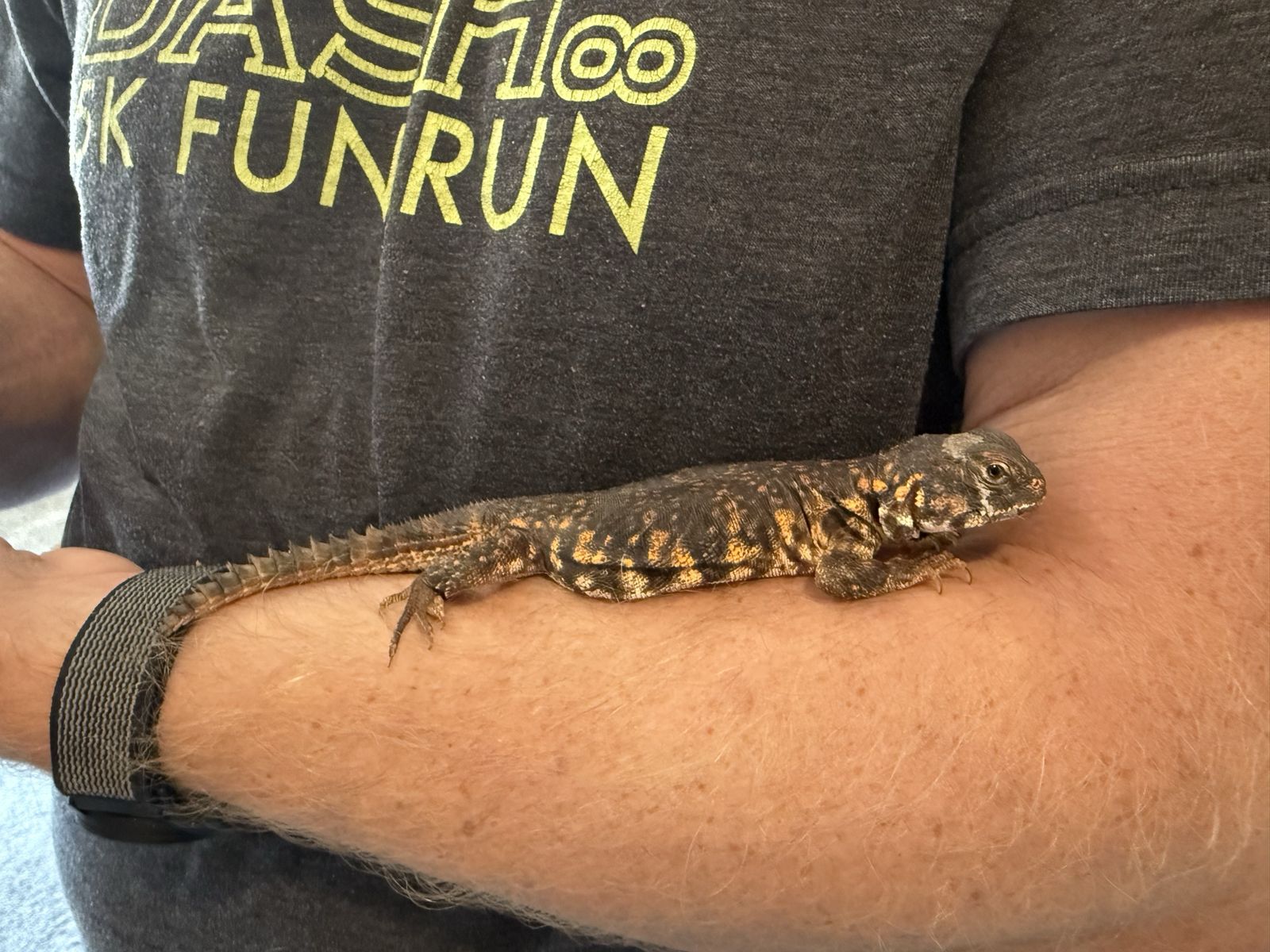 Uromastyx Geryi