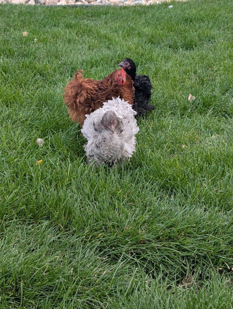 chickens