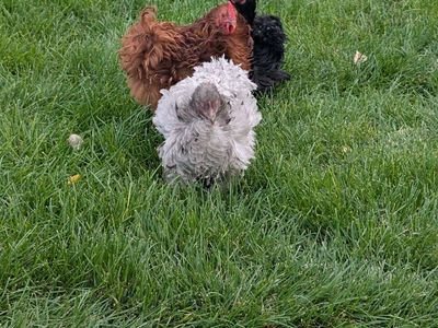chickens
