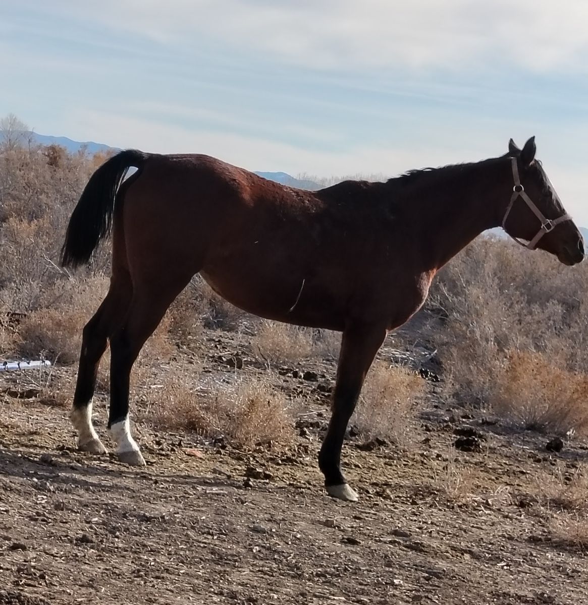 Mare brock to ride
