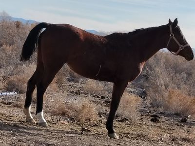Mare brock to ride
