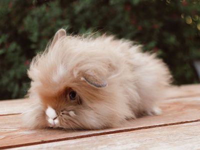Holland lop lion head cross bunnies