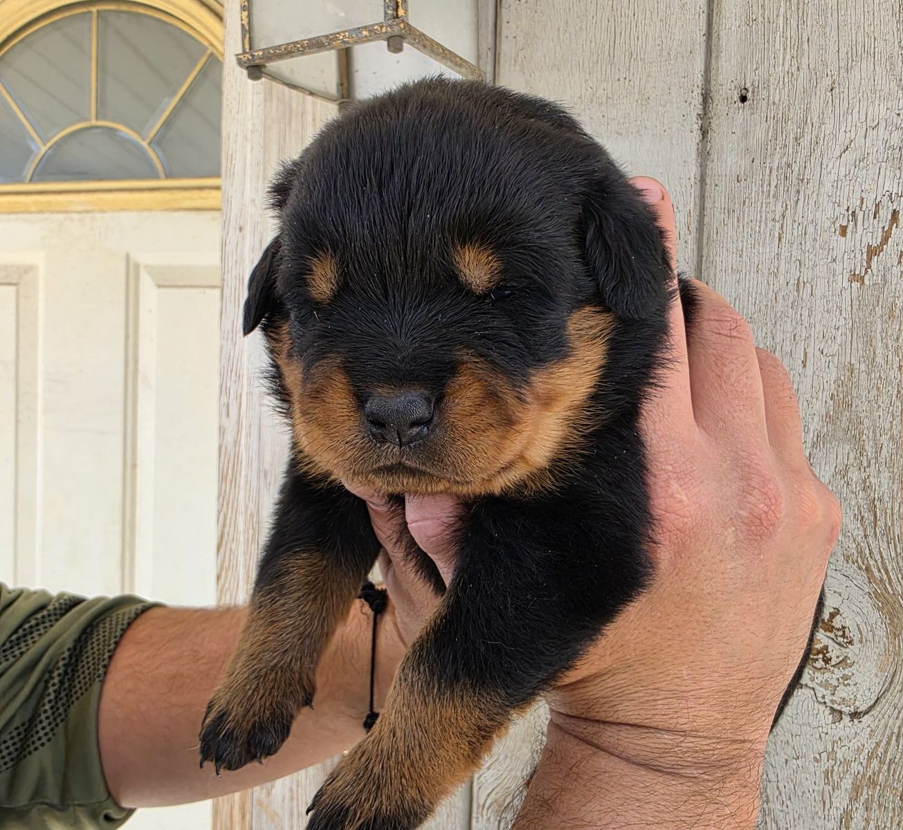#1 Rated AKC German Rottweiler Puppies