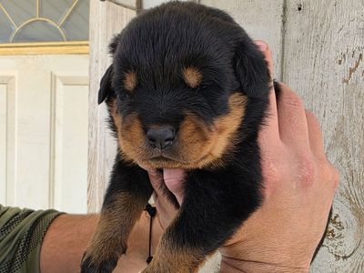 #1 Rated AKC German Rottweiler Puppies