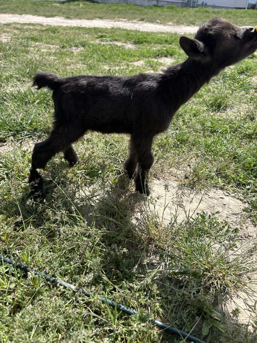 Nigerian Dwarf Bottle Babies