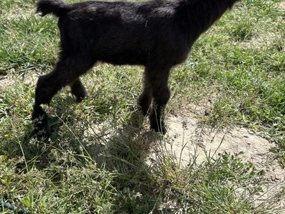 Nigerian Dwarf Bottle Babies