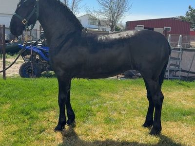 Friesian Mare