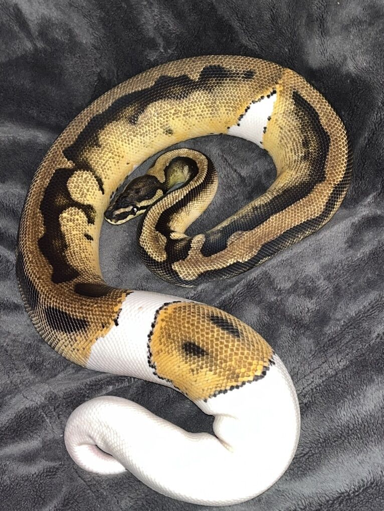 Trade Or Sell Female Orange Dream Pied