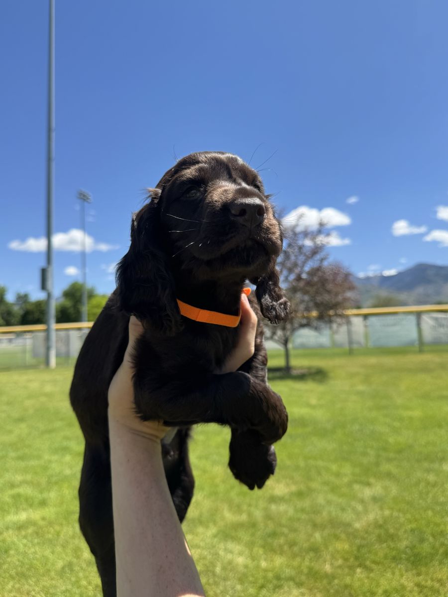 Boykin spaniel puppies