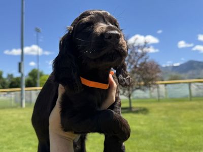 Boykin spaniel puppies