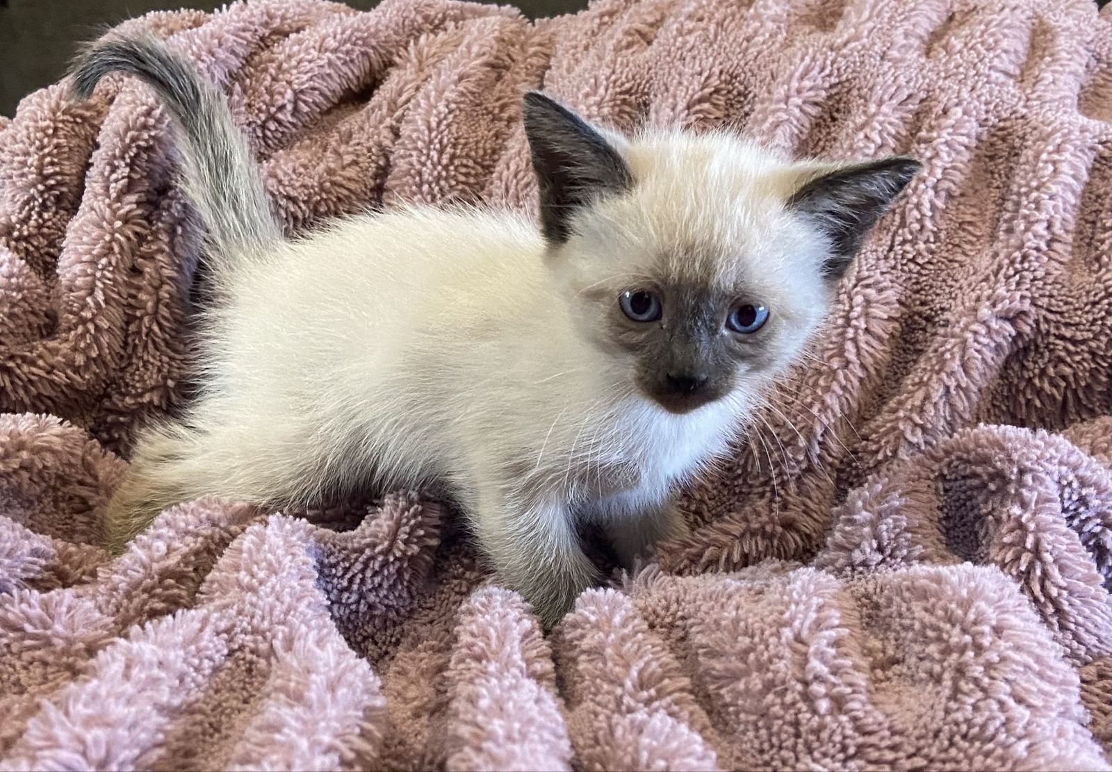 Himalayan Mix Kittens