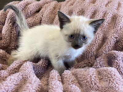 Himalayan Mix Kittens