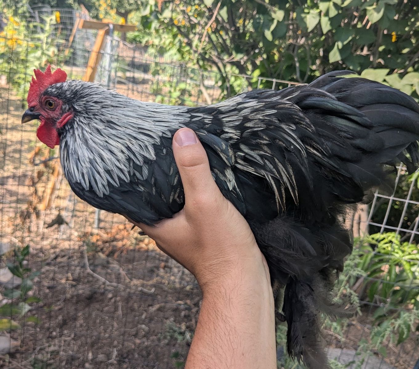 Free roosters