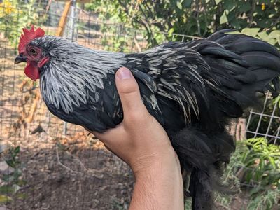 Free roosters