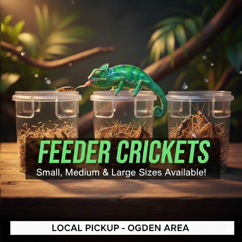 Feeder Crickets