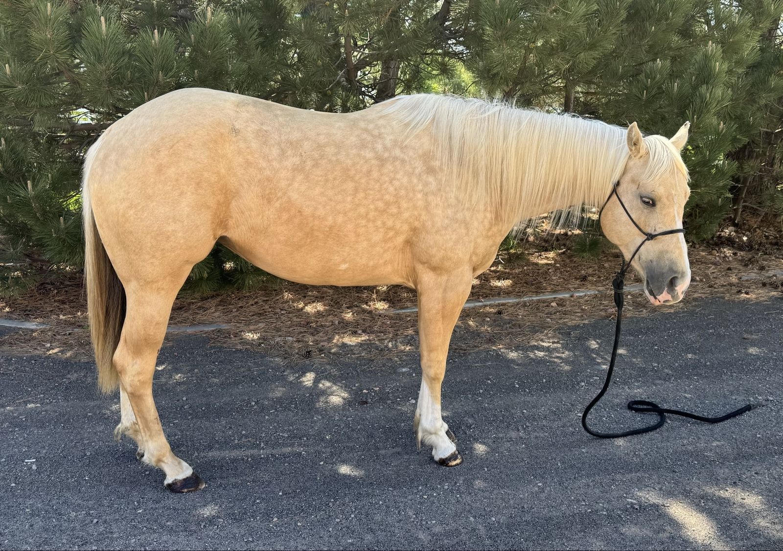 Palomino broodmare