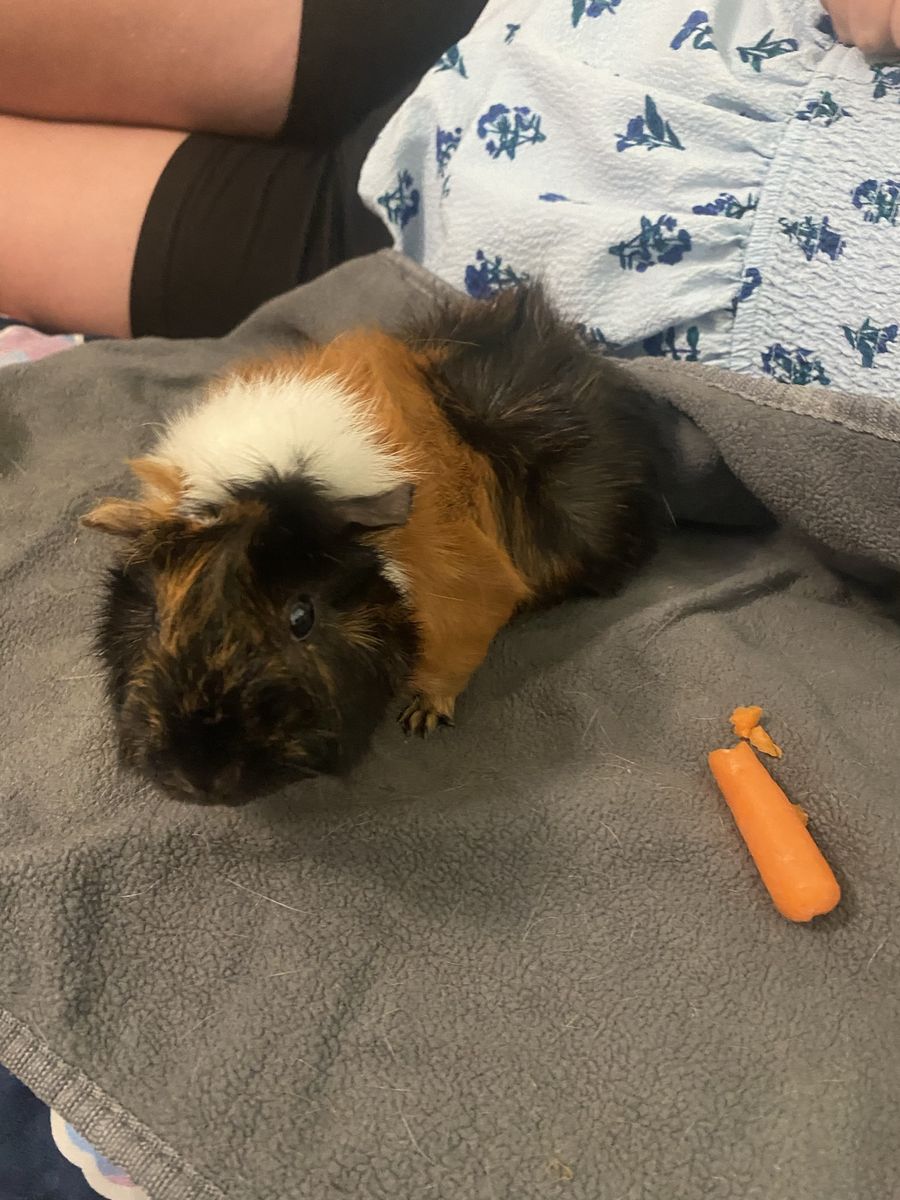 2 Female Piggies, CC Cage & Supplies