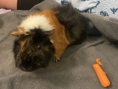 2 Female Piggies, CC Cage & Supplies