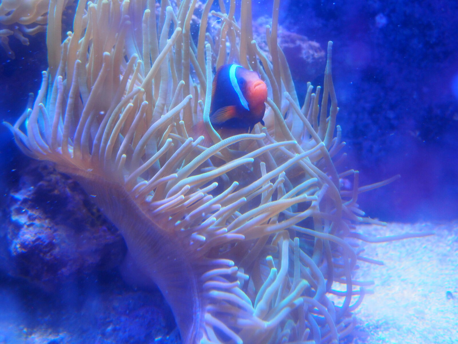 Tomato Clownfish