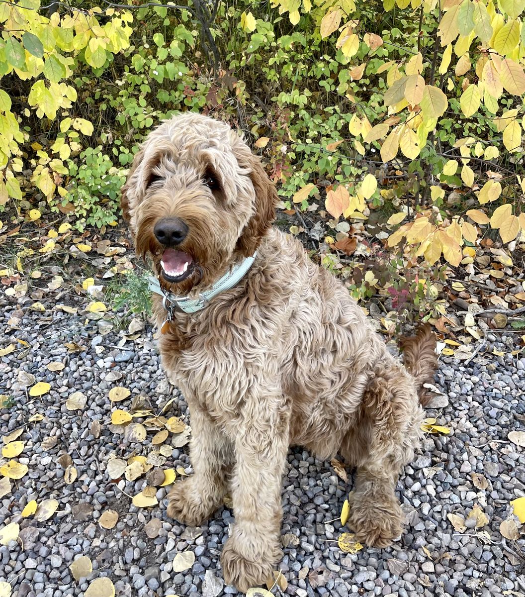 5 Year Old Female Golden Doodle