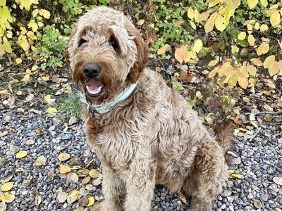 5 Year Old Female Golden Doodle