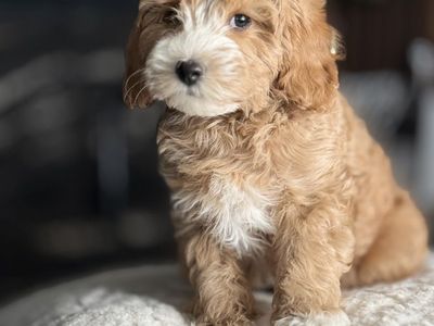 Gorgeous Mini Goldendoodle Boy