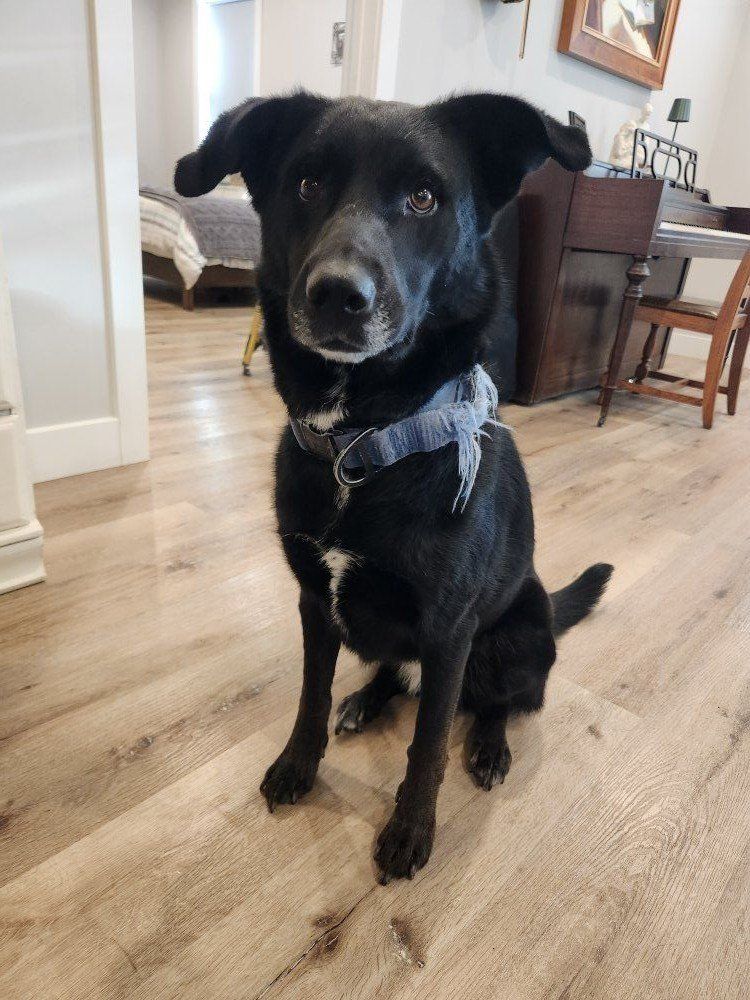 Rehoming our Lab/Husky Mix