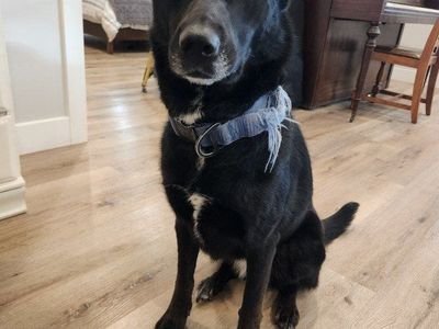 Rehoming our Lab/Husky Mix