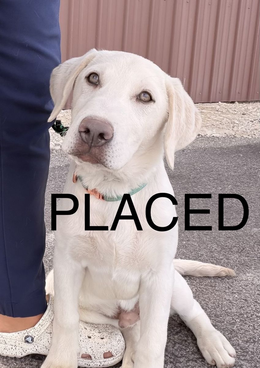 AKC TRAINED Lab puppy Labrador golden retriever