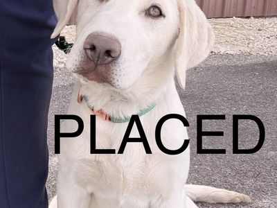 AKC TRAINED Lab puppy Labrador golden retriever