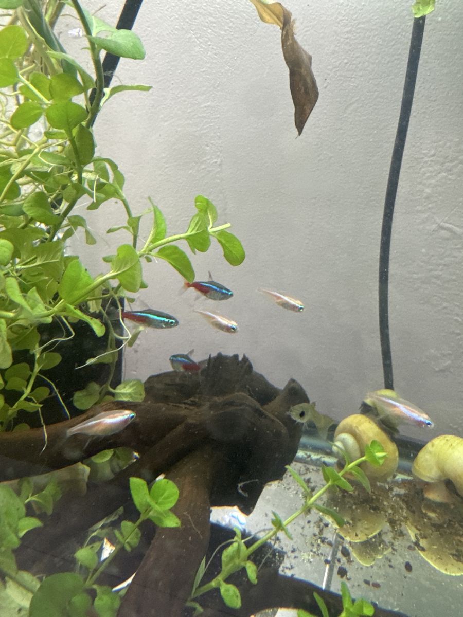 Neon tetras