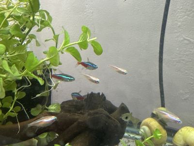 Neon tetras