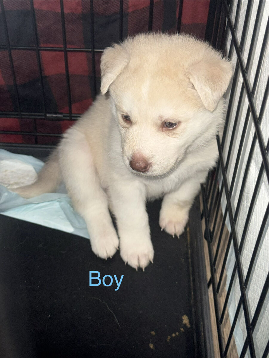 Husky mix Puppies