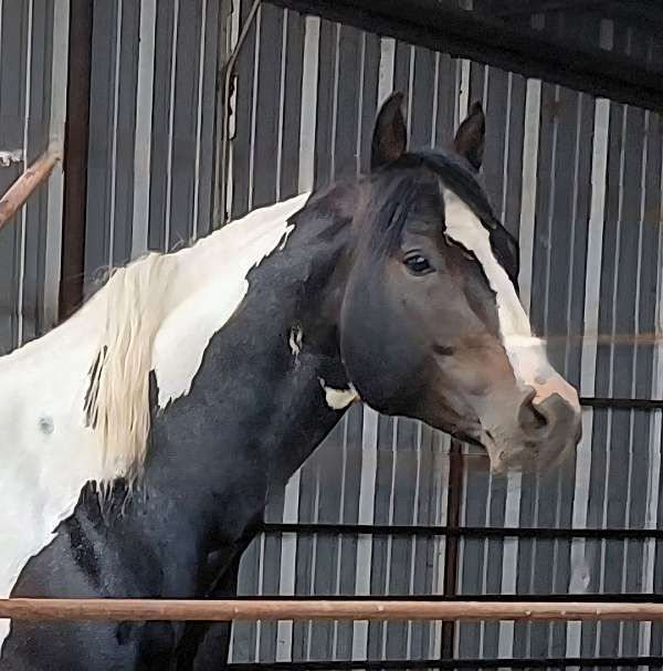 GUARANTEED PAINT foal, breeding fee only LIVE COVER ONLY  APHA reg