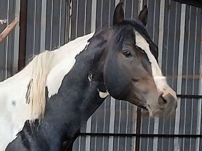 GUARANTEED PAINT foal, breeding fee only LIVE COVER ONLY APHA reg