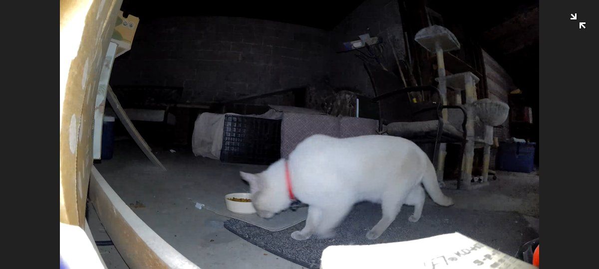 Found White Cat