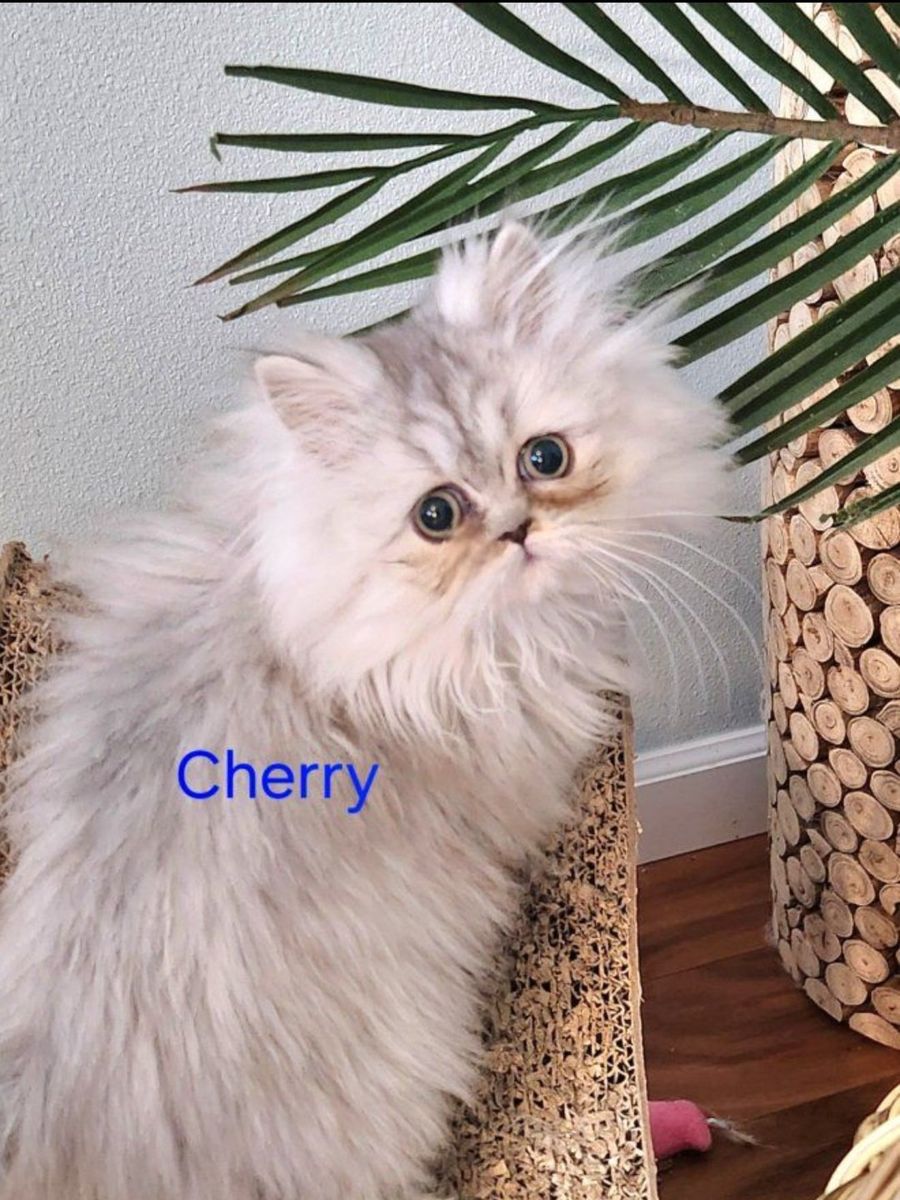 Dollface Silver Chinchilla Persian Kittens