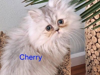 Dollface Silver Chinchilla Persian Kittens