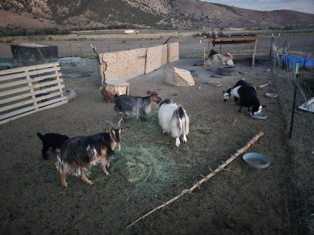 Mini silky goat family