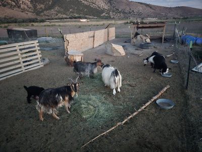 Mini silky goat family