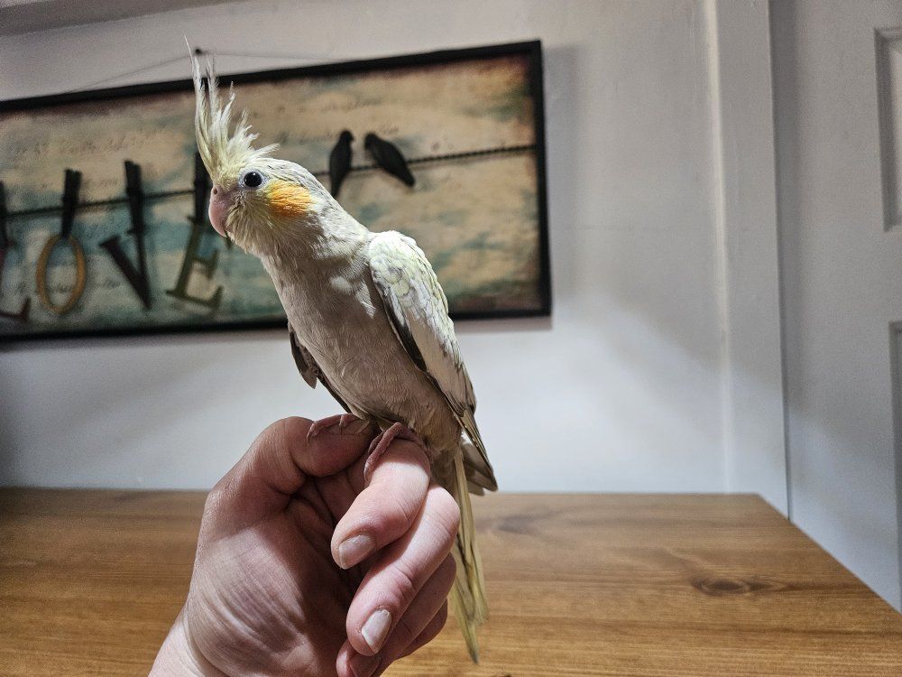 Tame Baby Pearl Cockatiel