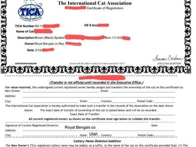 Tica Registered Snow Bengal Linx
READY FOR ADOPTION NOW !!