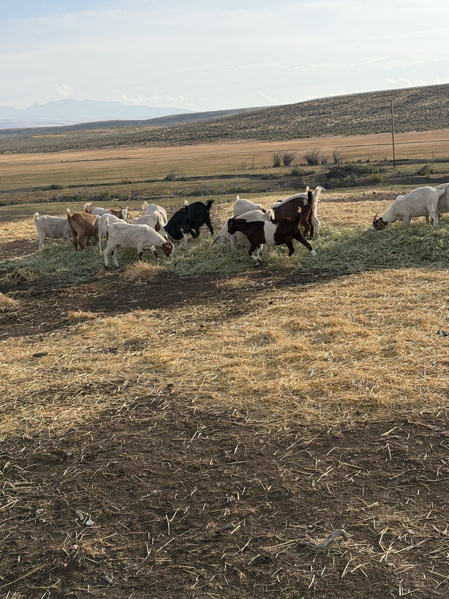 Doelings Savannah Boer