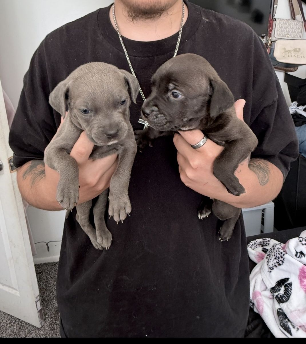 Cane corso X Pitbull