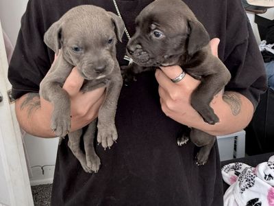 Cane corso X Pitbull