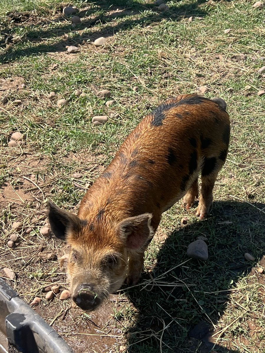 IPP Boar