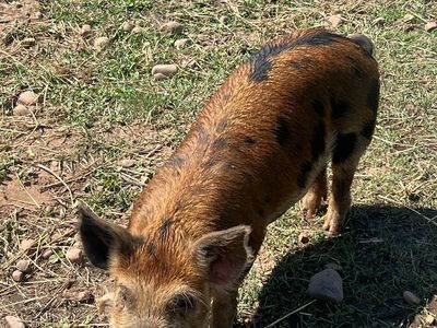 IPP Boar