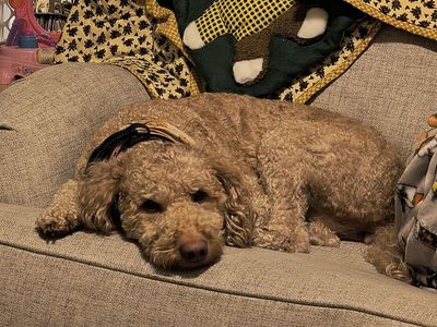 Goldendoodle