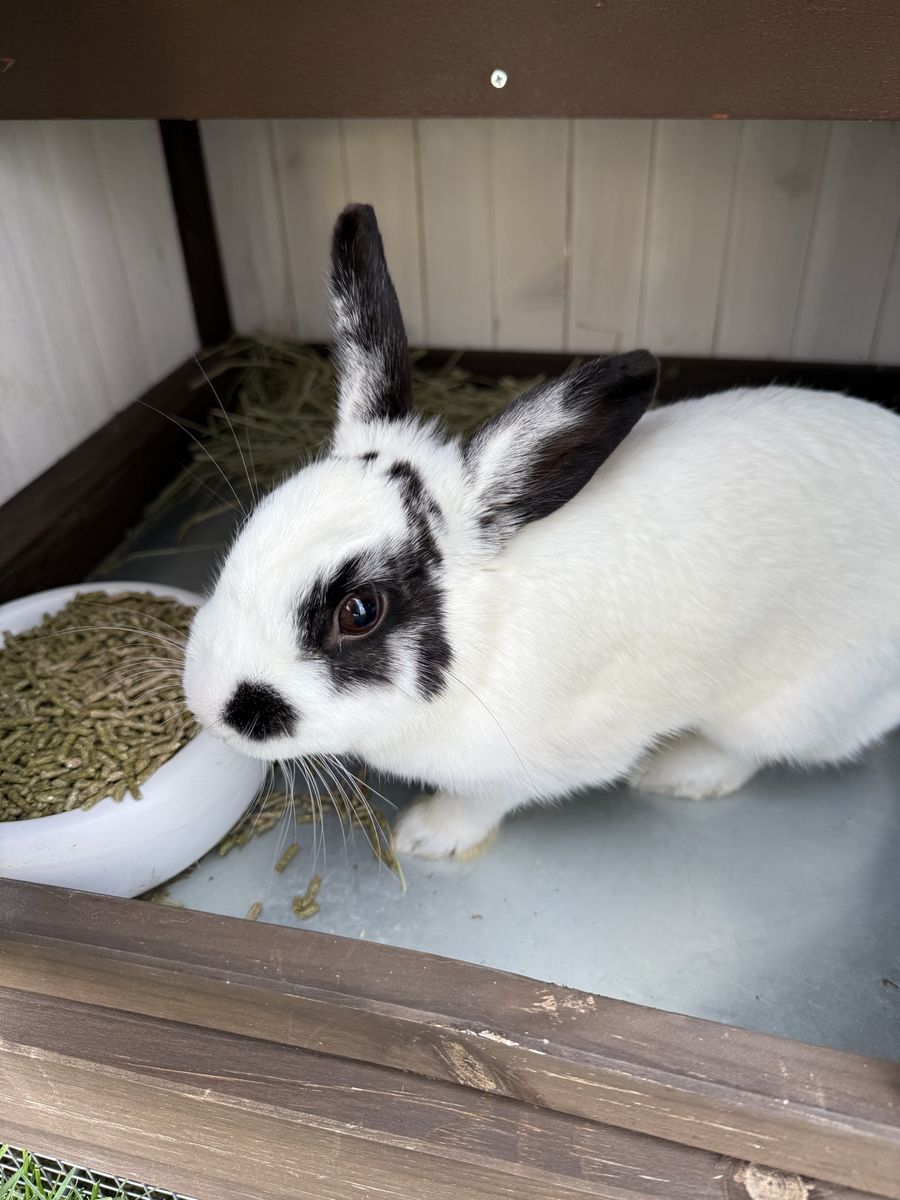 Free Mini Rex Bunny - Adorable Black and White Rabbit